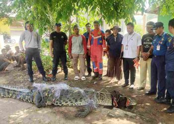 Buaya Sepanjang 4 Meter Dievakuasi Damkar Tanjungpinang, Sempat Ditangkap Nelayan Pakai Jaring Ikan