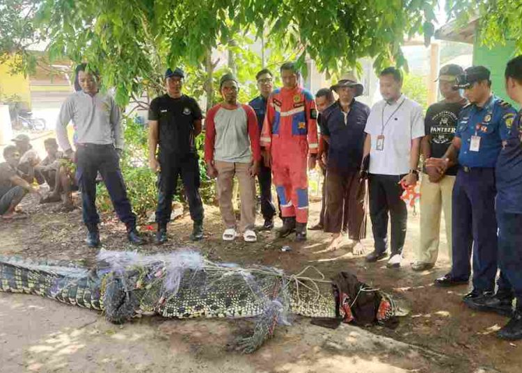 Buaya Sepanjang 4 Meter Dievakuasi Damkar Tanjungpinang, Sempat Ditangkap Nelayan Pakai Jaring Ikan