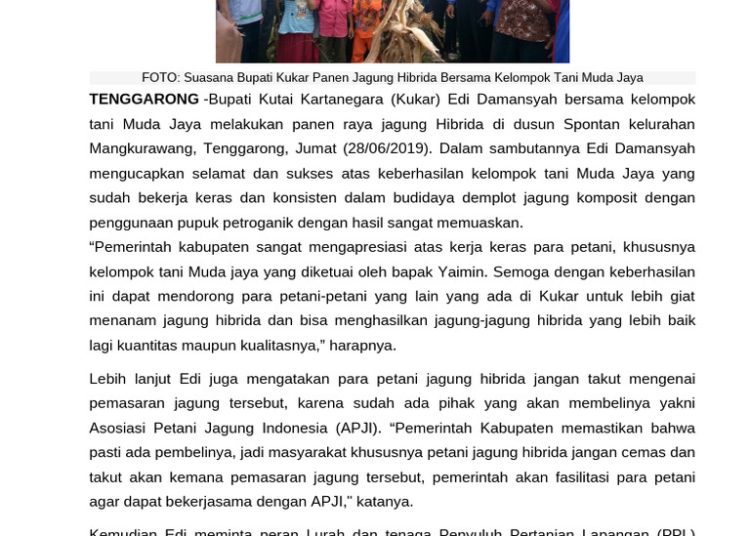 Bupati Malteng Ikut Panen Jagung Hibrida 3 Hektar dari BUMNEG Tehoru