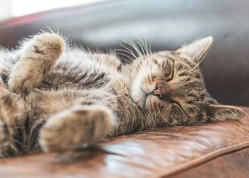 4 Manfaat Memelihara Kucing yang Dibuktikan Ilmu Pengetahuan