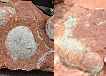 Telur Dinosaurus 72 Juta Tahun: Titanosaurus & Ankylosaurus Terungkap?