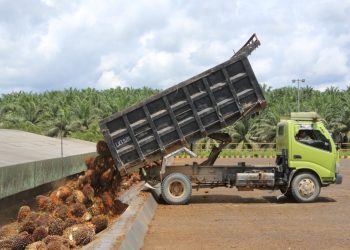 DSNG: Laba CPO Melonjak Rp1,84 Triliun di 2025
