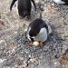 Mengapa Penguin Berbagi Batu sebagai Hadiah?