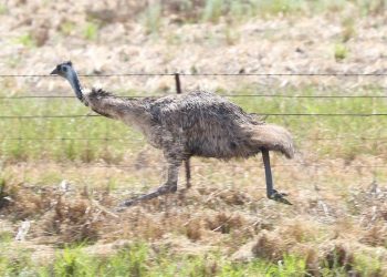 5 Fakta Menarik Burung Emu, Pernah Kalahkan Pasukan Militer