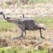 5 Fakta Menarik Burung Emu, Pernah Kalahkan Pasukan Militer