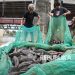 MUI Kritik Penangkapan Ikan Sapu-Sapu Pemprov Jakarta, Penguburan Dinilai Melanggar Dua Prinsip