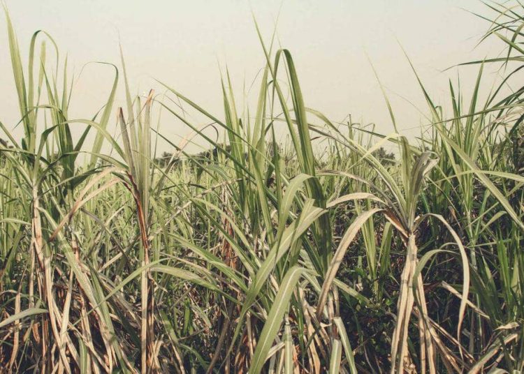 7 Tanaman yang Berkembang Biak Tanpa Biji