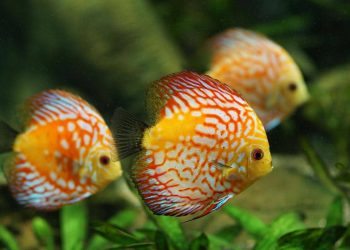 7 Ikan Tahan Panas, Apa Saja?