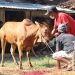Hukum Kurban Bersama di Idul Adha, Bolehkah Bagi Biaya? Ini Jawabannya