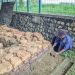 Foto-foto Candi Kayen Pati Terancam Terbengkalai Karena Kurang Anggaran