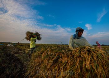 El-Nino Ancam Produksi Padi, Ini Solusi IPB
