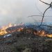 Kebakaran Hutan di Nunukan Kaltara, 2 Hektare Lahan Terbakar, Petugas Berjuang Padamkan Api