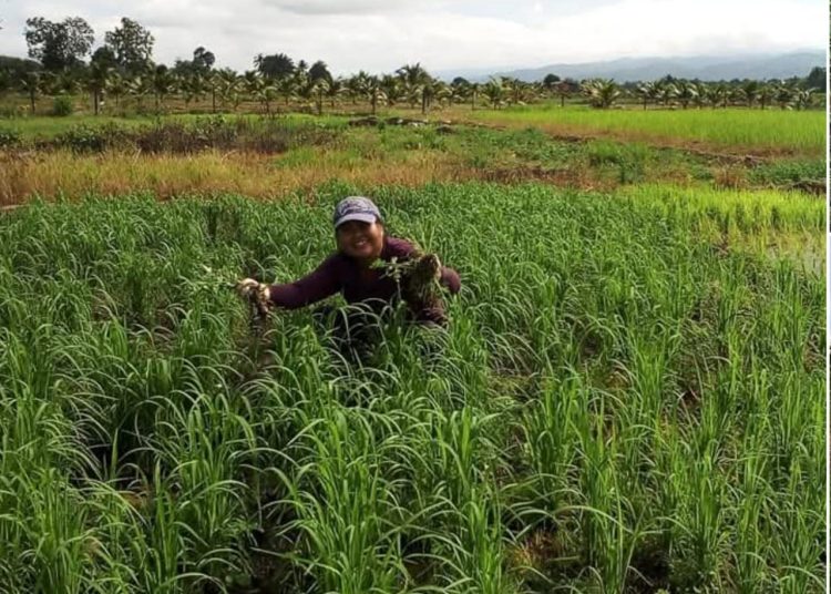 Mapag Sri: Saat Sawah Menyemai Syukur dan Ketahanan Desa di Majalengka