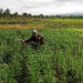 Mapag Sri: Saat Sawah Menyemai Syukur dan Ketahanan Desa di Majalengka
