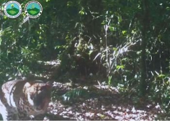 Kondisi macan tutul di Puncak Bogor diduga berasal dari Gunung Gede Pangrango