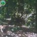 Kondisi macan tutul di Puncak Bogor diduga berasal dari Gunung Gede Pangrango