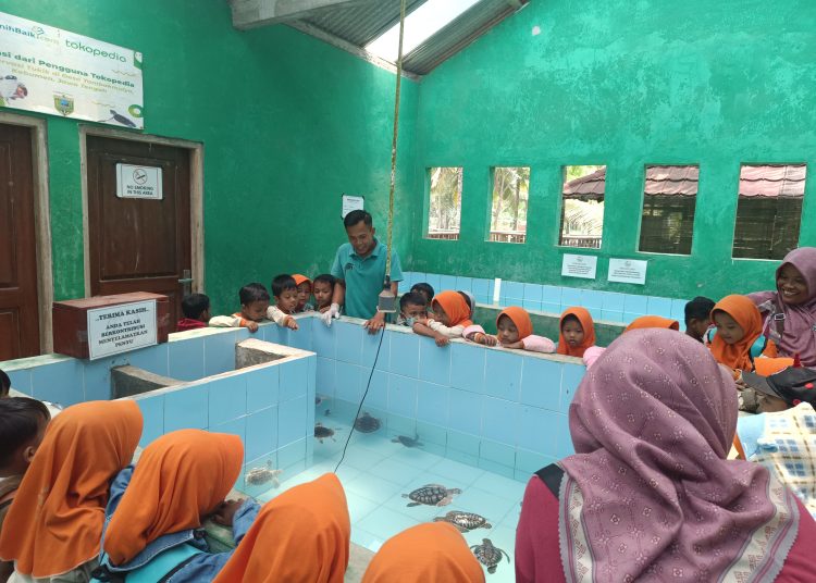 Pantai Kembar Kebumen Edukasi Konservasi Penyu, Pengunjung Bisa Lepas Tukik