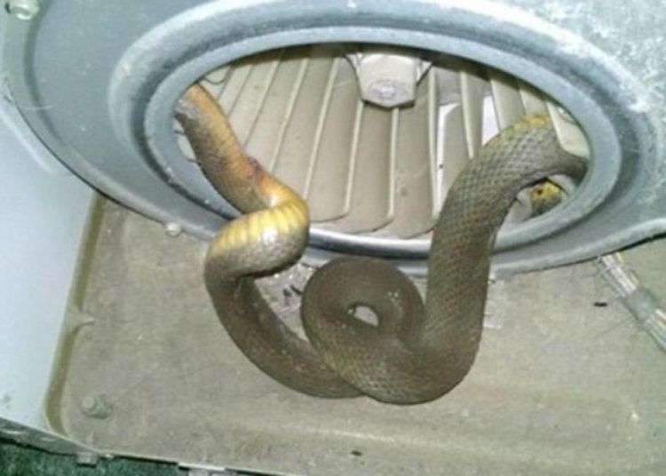 Riko terkejut temukan ular python 2 meter di bawah mesin cuci