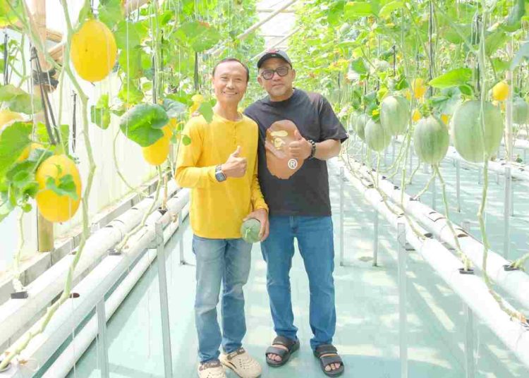 Walikota Lis “Magang” di Kebun Melon Hidroponik Cilacap, Cari Inspirasi Pertanian Modern