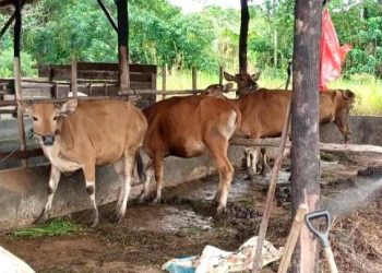 Iduladha 1447 H, Pemko Tanjungpinang Salurkan 56 Ekor Sapi Kurban dari ASN dan Perbankan