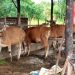 Iduladha 1447 H, Pemko Tanjungpinang Salurkan 56 Ekor Sapi Kurban dari ASN dan Perbankan
