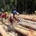 Produksi Plywood Turun 20% di Kuartal I-2026, HIMKI Ungkap Wilayah Terdampak