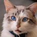 Apakah Kucing Tahu Dihukum Pemiliknya? Cek Fakta Ini!