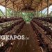 Ayam Petelur BUMDes Bangka Kota Hasilkan Seribu Butir Harian dan Raup Jutaan Rupiah