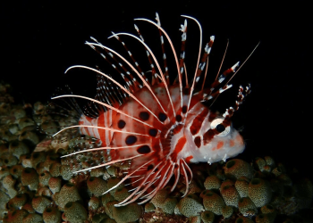 5 fakta menarik ikan lionfish, pemburu malam beracun