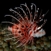 5 fakta menarik ikan lionfish, pemburu malam beracun