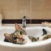 Mengapa Kucing Menguntit ke Kamar Mandi?