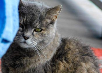 7 Tanda Kucing Menua: Panduan Pemilik Kucing