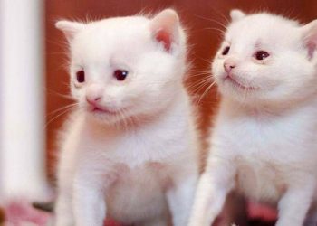 5 Kucing Terlangka: Adakah Milikmu?