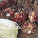 Harga TBS Basel Stabil: Petani Raih Rp2.400/Kg