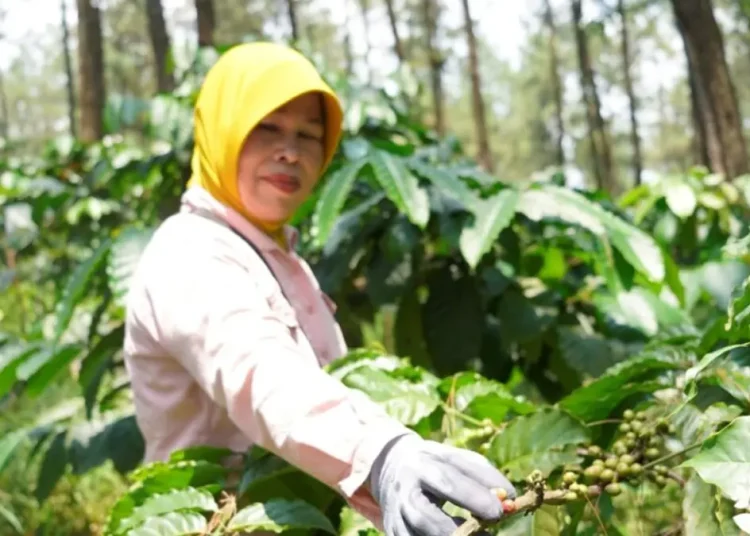 Perhutani Perkuat Kopi Lestari, Gandeng Puluhan Ribu Petani