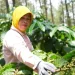 Perhutani Perkuat Kopi Lestari, Gandeng Puluhan Ribu Petani