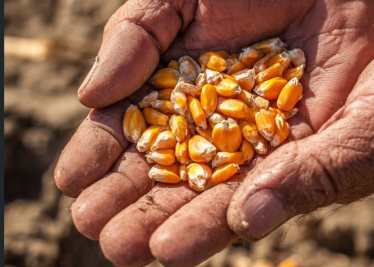 Polsek Muara Harus Beri Bibit Jagung untuk Petani