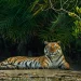 Pemuda Sebatik Gendong Nenek Tawau Cium Kakbah