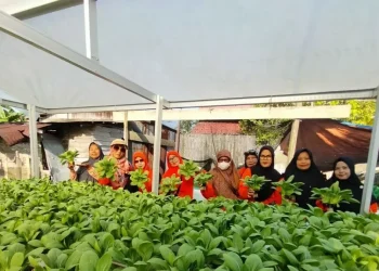 Kebun Gizi Lansia PLN UID Kaltimra Berdampak Ekonomi, Panen Sayur dan Lele Tingkatkan Kesejahteraan