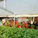 Kebun Gizi Lansia PLN UID Kaltimra Berdampak Ekonomi, Panen Sayur dan Lele Tingkatkan Kesejahteraan