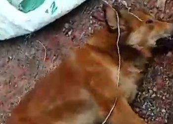 Pencuri Anjing di Tanjung Cakang Diamankan Warga, Beberapa Ekor Anjing Ditemukan Mati