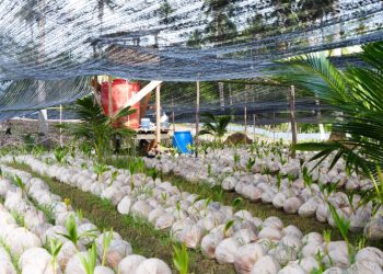 Sokong Produktivitas Petani, Wagub Nyanyang Tinjau Pembibitan 39.600 Kelapa Unggul APBN di Natuna