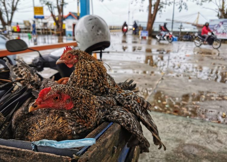 Dukung Ketahanan Pangan, Pemprov Kepri Dorong Perda Peternakan dan Kesehatan Hewan