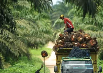 Pungutan Ekspor Sawit Capai Rp 21 Triliun, Dana Perkebunan Salurkan Rp 17 Triliun Insentif Biodiesel