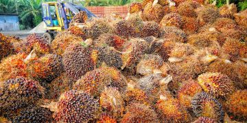 BPDP Dorong Sawit, Kakao, dan Kelapa Naik Kelas Lewat Produk Turunan